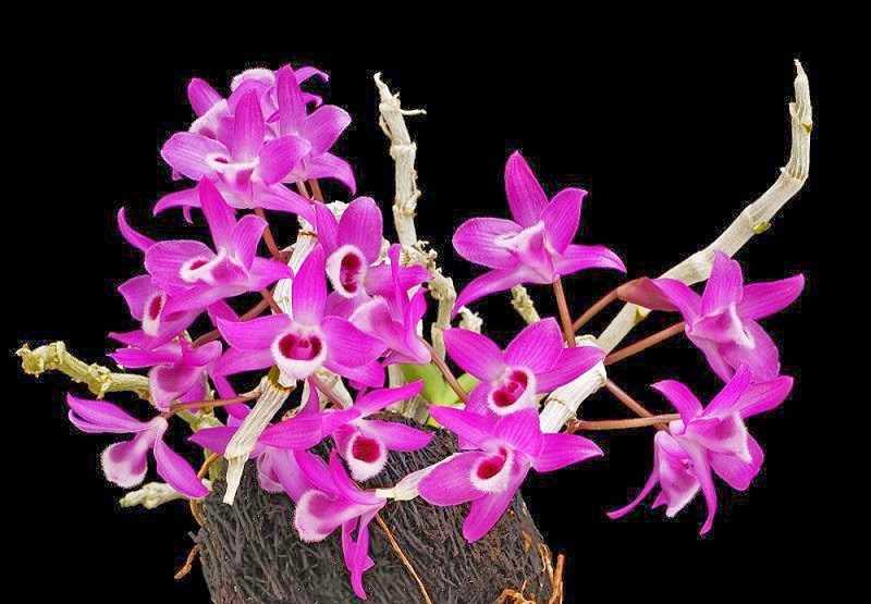 30 loại hoa lan rừng đẹp và quý hiếm nhất Việt Nam lan trầm tím