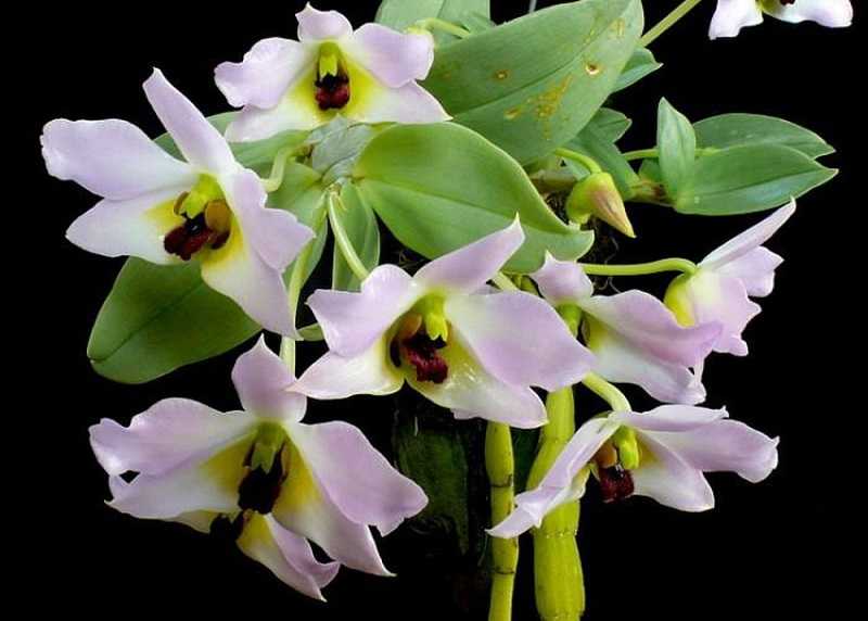 30 loại hoa lan rừng đẹp và quý hiếm nhất Việt Nam lan trần tuấn