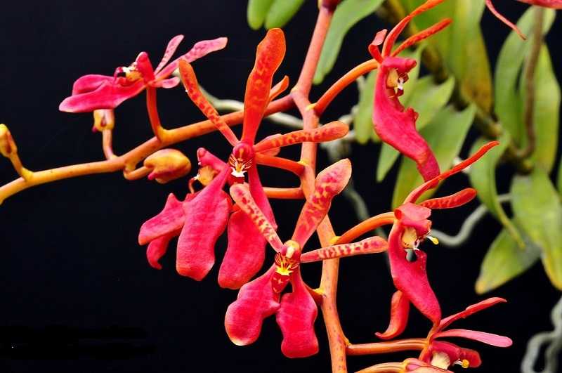 30 loại hoa lan rừng đẹp và quý hiếm nhất Việt Nam lan tuyết nhung