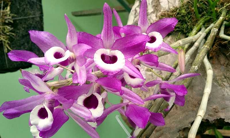 30 loại hoa lan rừng đẹp và quý hiếm nhất Việt Nam lan thảo kèn