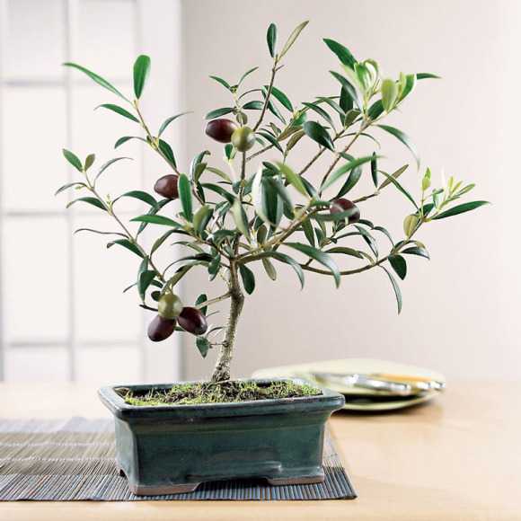 Những chậu cây cảnh bonsai đẹp từ rau củ quả 3
