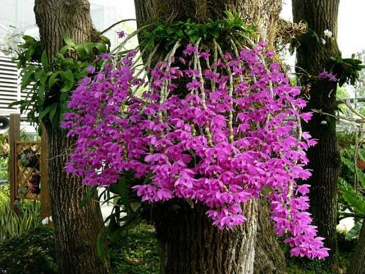 Những loại hoa phong lan dễ chăm sóc cho người mới- Hoa lan phi điệp tím