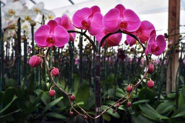Những loại hoa phong lan dễ chăm sóc cho người mới bắt đầu - Hoa lan hồ điệp