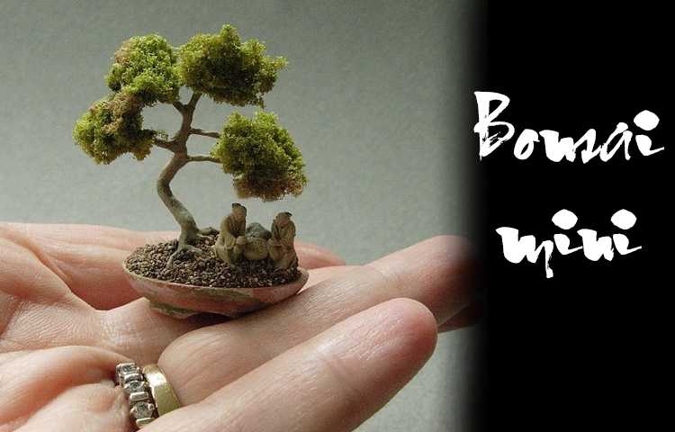 kinh nghiệm trồng cây bonsai mini