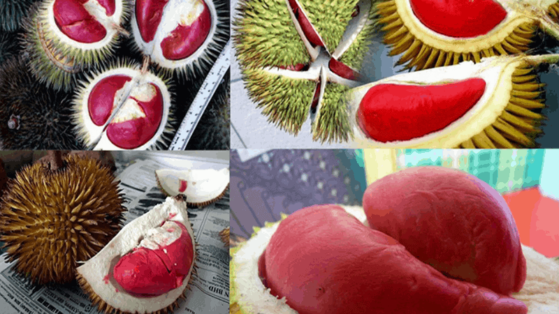 Giống cây ăn quả mới - Sầu riêng ruột đỏ