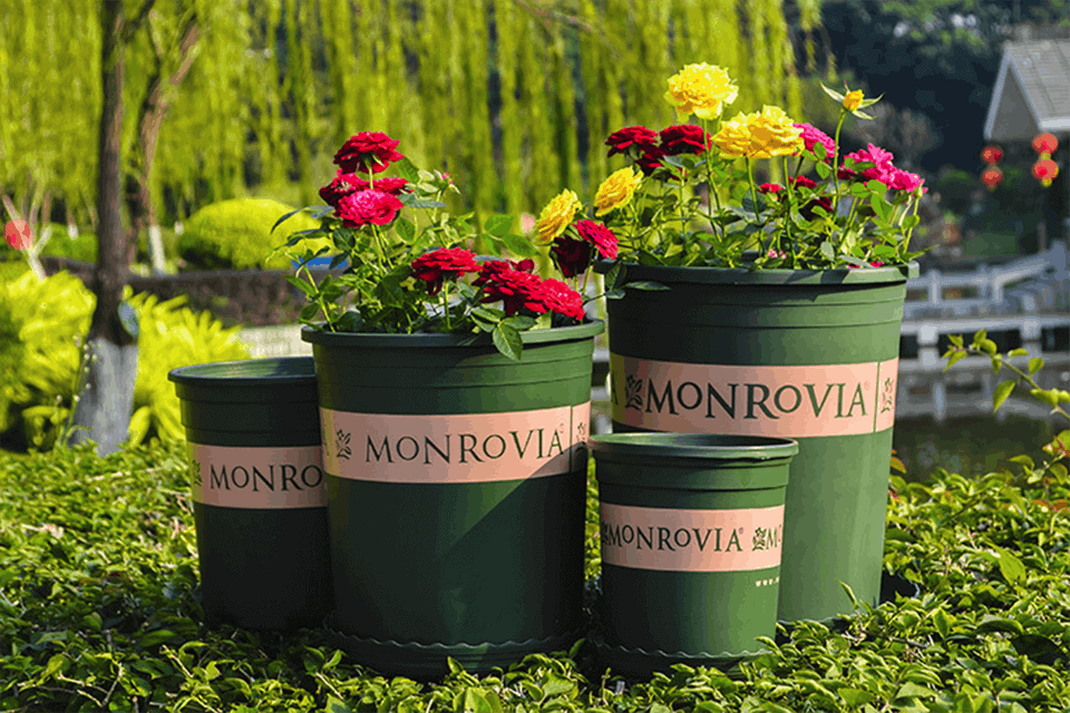 Chậu nhựa trồng cây tết - Monrovia cho ngày Tết thêm xanh