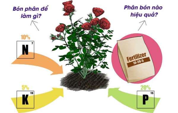 Cách bón phân cho hoa hồng