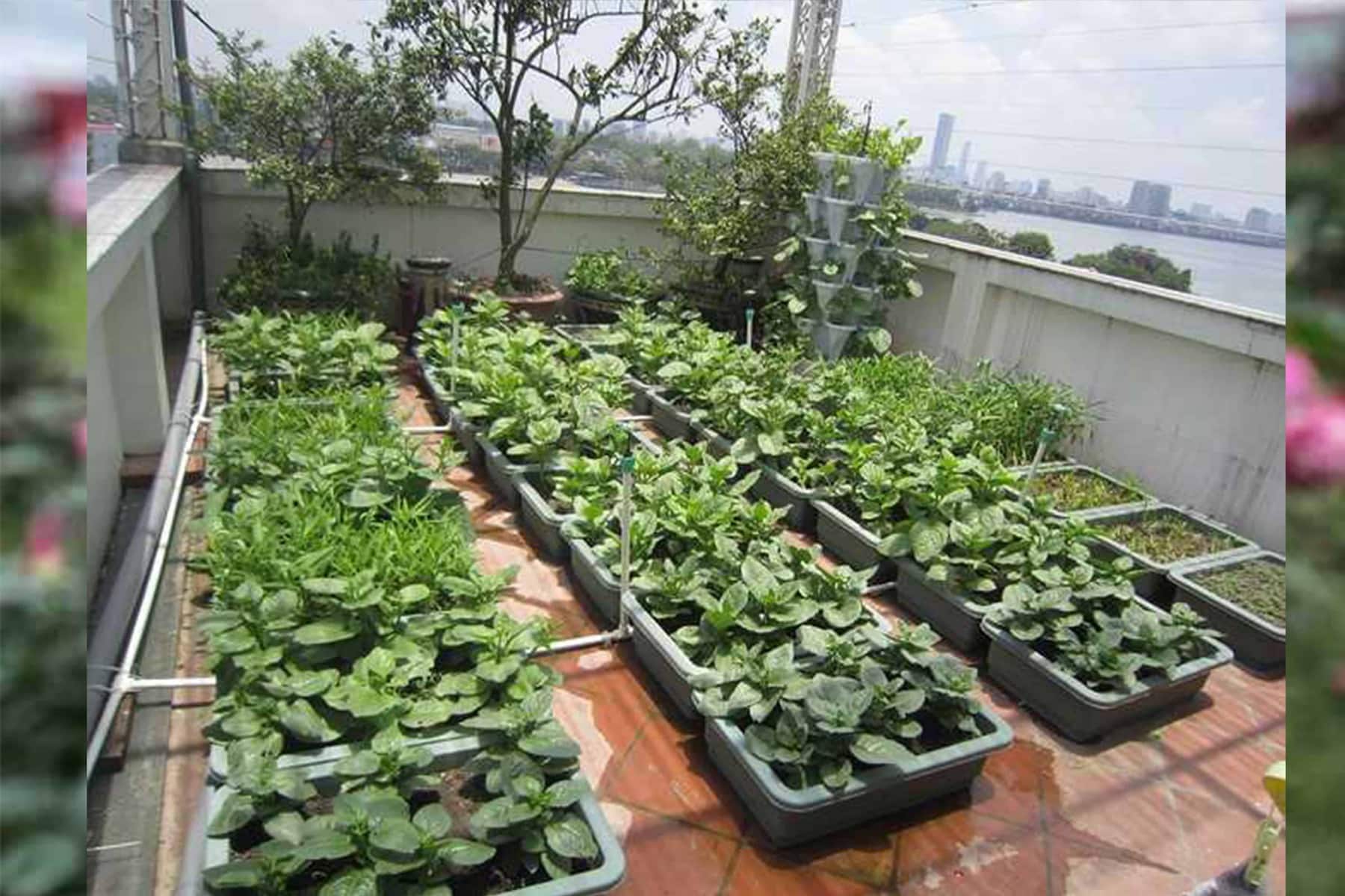 Cây xanh sân thượng: Một khu vườn xanh trên sân thượng giúp tạo ra một không gian sống tuyệt vời với không khí trong lành và mát mẻ. Cây xanh sân thượng không chỉ cung cấp hình thức và màu sắc cho căn hộ của bạn mà còn giúp cải thiện chất lượng không khí xung quanh.