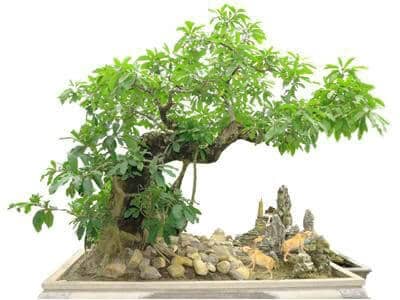 cây lộc vừng bonsai