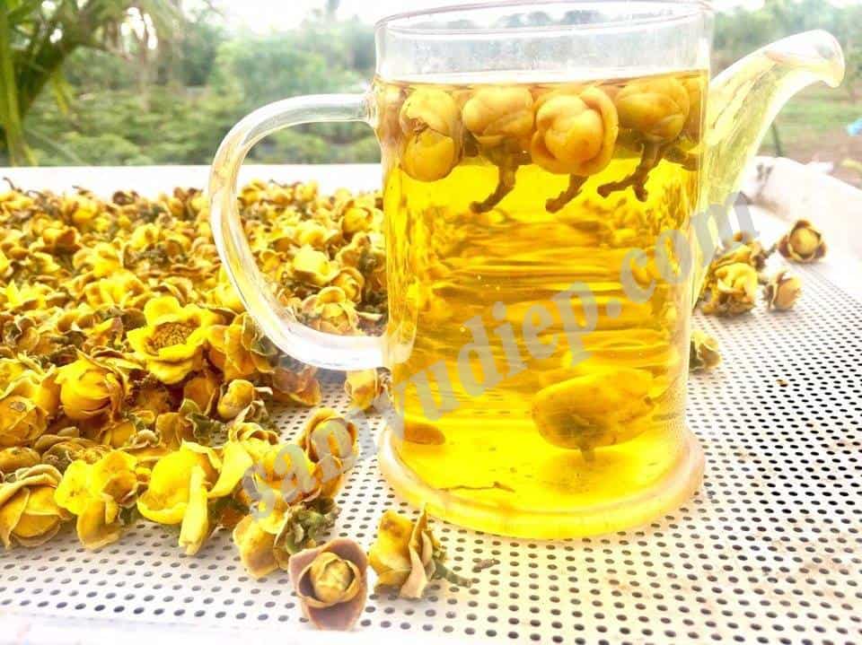 cây trà hoa vàng giống 1