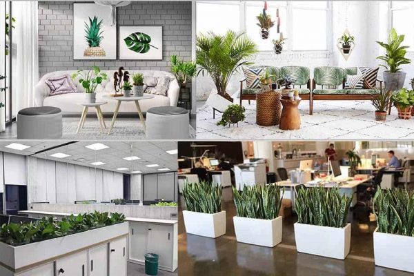 Thiết kế cây xanh trong nhà - Lập kế hoạch ngay! II Ban Công Xanh