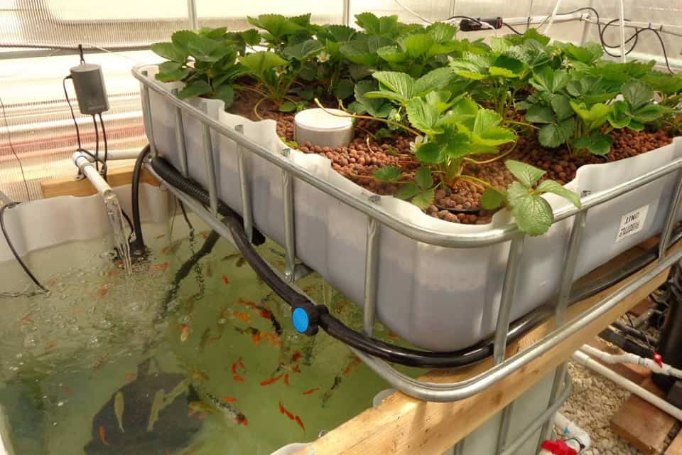 Mô hình trồng rau hữu cơ theo phương pháp aquaponic  Trung Tâm Tư Vấn và  Hỗ trợ Nông Nghiệp