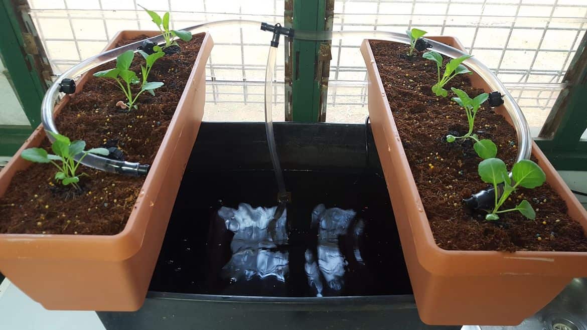 aquaponics