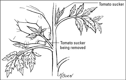 cách trồng cây cà chua
