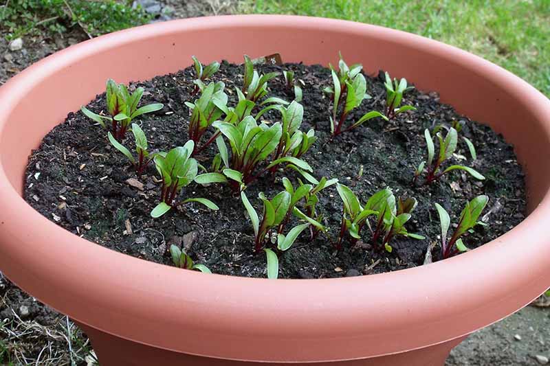 cách trồng củ dền trong chậu
