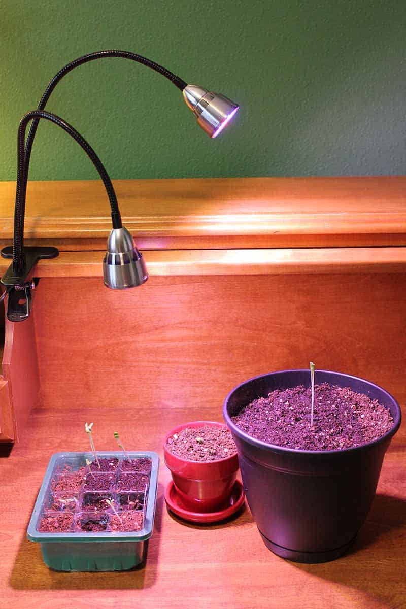 cách trồng củ dền trong chậu
