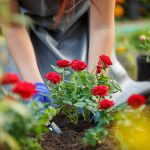 cách trồng hoa hồng trong chậu