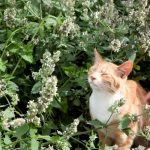 cỏ bạc hà cho mèo