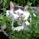 cỏ bạc hà cho mèo