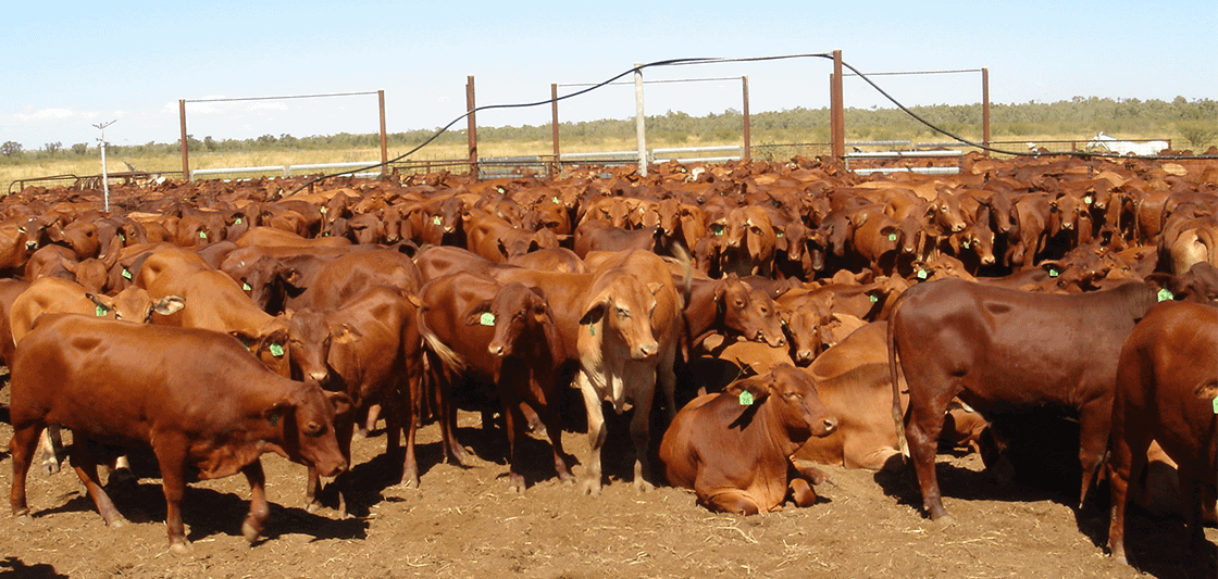 Phân bò Úc sử lý OCT AKK 1