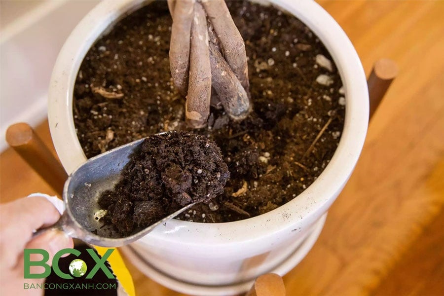 Cải tạo đất trồng cây trong chậu, cây nội thất