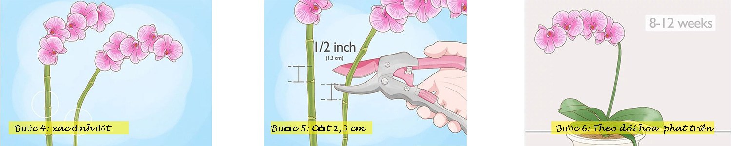 cách chăm sóc hoa lan 5