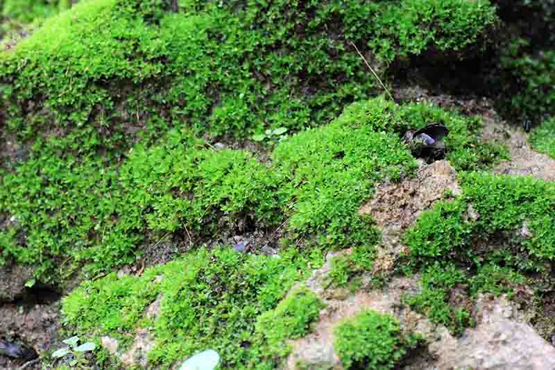 giá thể trồng cây peat moss 3