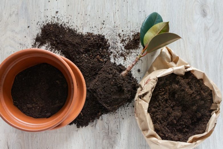 Giá thể trồng cây than bùn