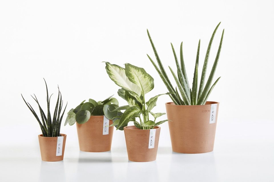 chậu nhựa ecopots