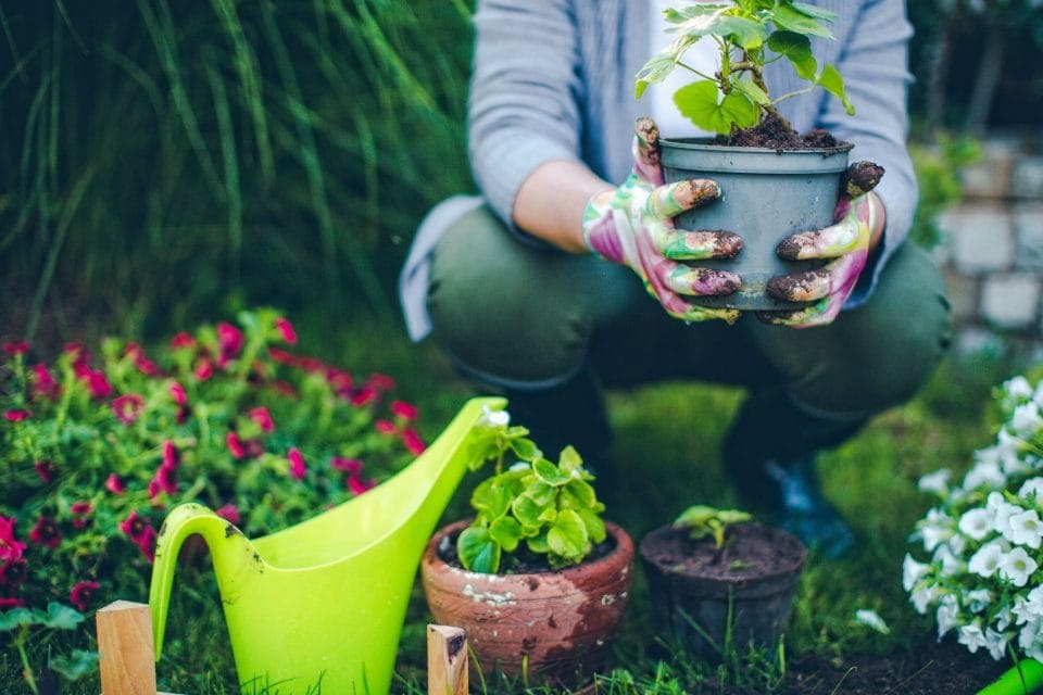 6 sai lầm phổ biến khi làm vườn mà bạn nên tránh
