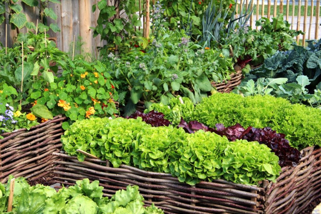 Bắt đầu trồng rau tại nhà từ những lời khuyên hữu ích