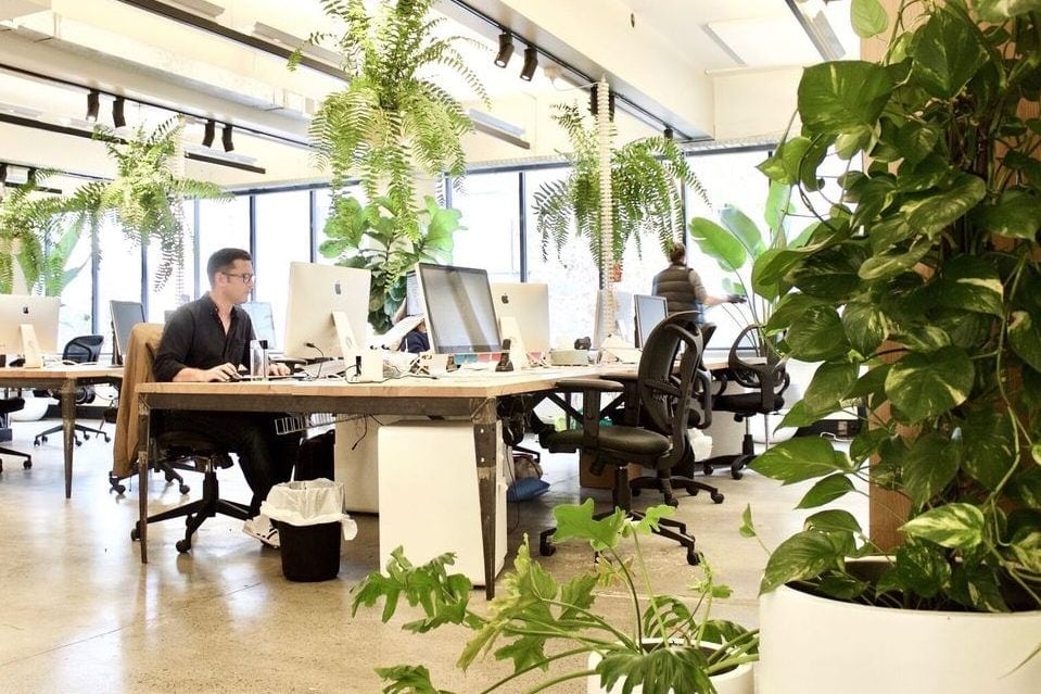 Giải pháp Cây xanh văn phòng liệu có thể tăng hiệu suất làm việc nơi công sở?
