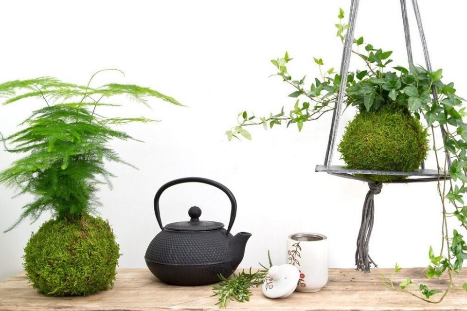 Kokedama - Nghệ thuật trồng cây không chậu của người Nhật Bản