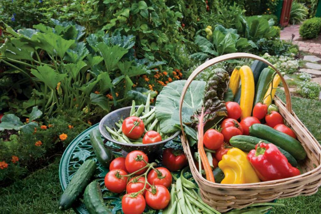 trồng vườn thuần chay - Vegan garden