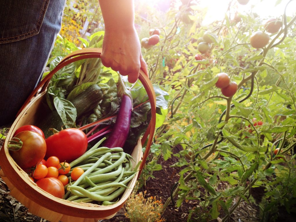 mẹo làm vườn hữu cơ thuần chay vegan gardening