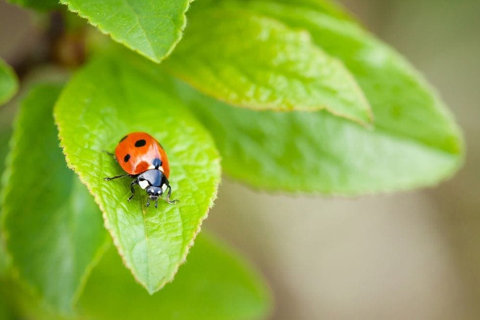 Xử lý côn trùng gây hại khi trồng rau hữu cơ tại nhà