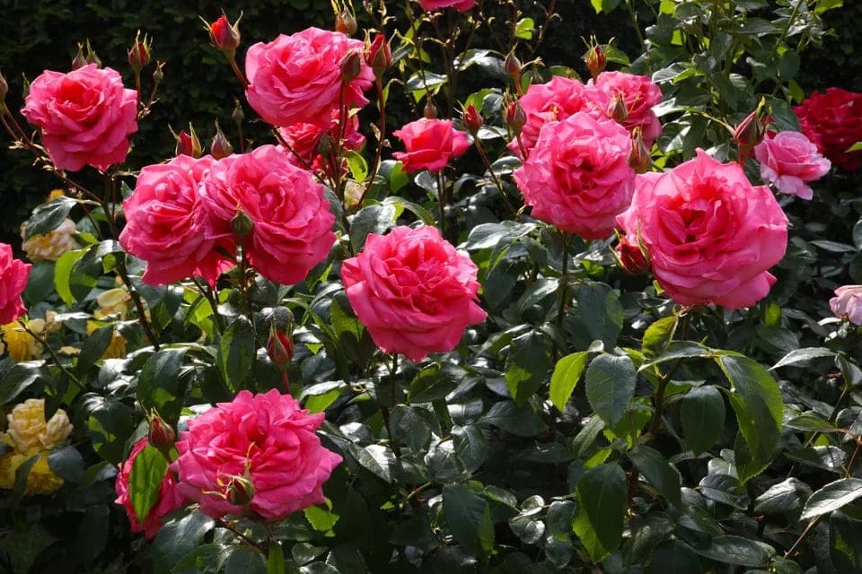 chăm cây hoa hồng ra nhiều hoa