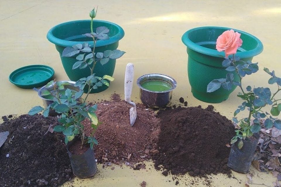 làm đất trồng hoa hồng trong chậu