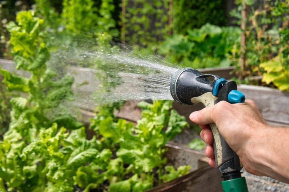 tiết kiệm nước cho vườn rau