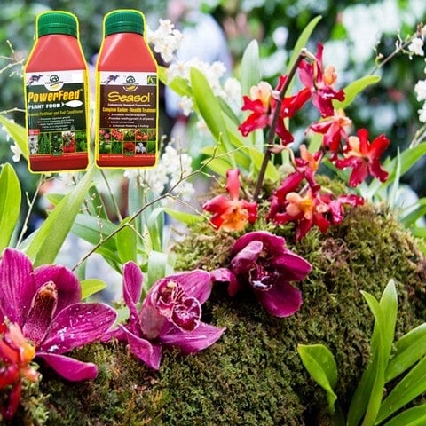Powerfeed là sản phẩm phân bón lá cao cấp chuyên dùng cho hoa