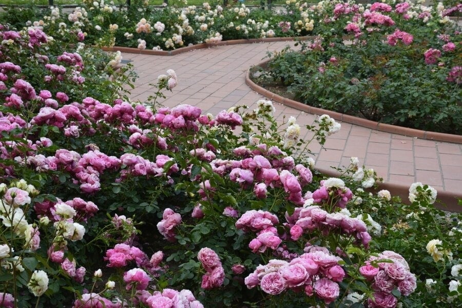 tưới vườn hoa hồng 6