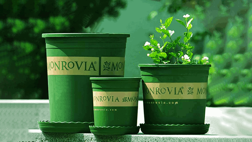 trồng trầu bà lá xẻ bằng chậu Monrovia