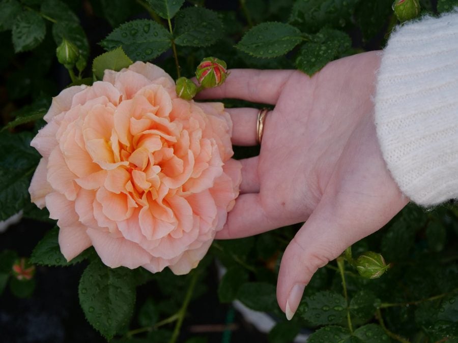 Làm thế nào để giâm cành hoa hồng - tuyệt đối