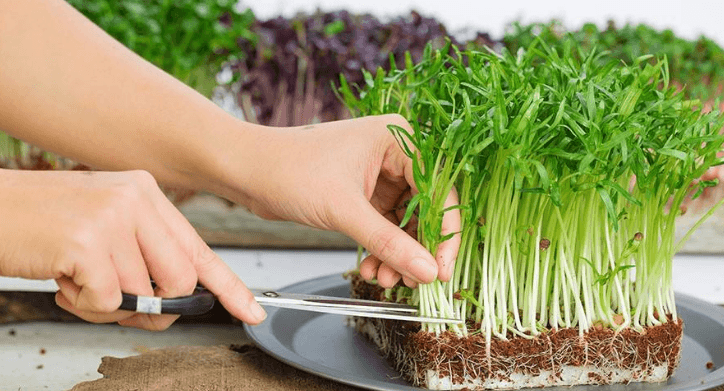 Cách xử lý xơ dừa trồng rau mầm 1