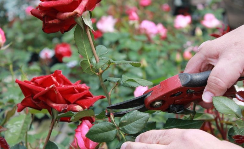 Chăm sóc hoa hồng nhung - cắt tỉa cây