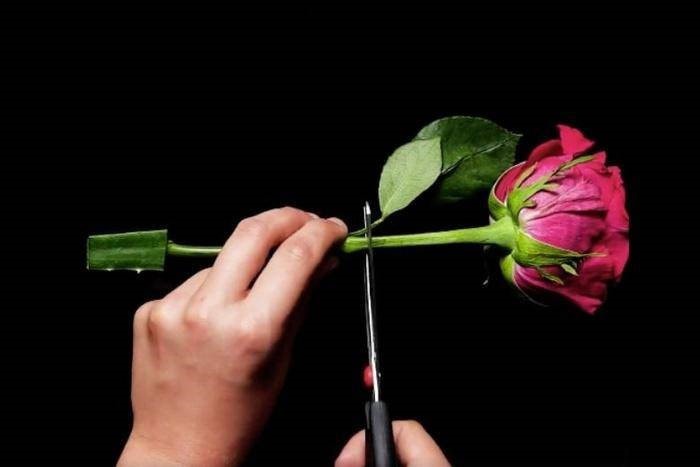Cách cắt hoa hồng bằng nha đam