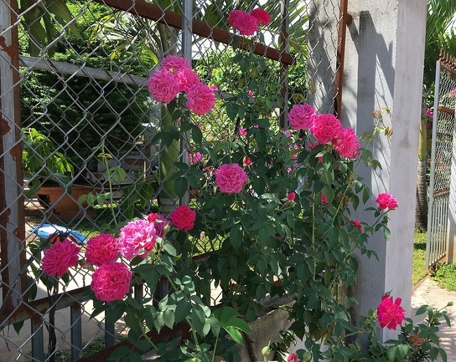 Cách trồng và chăm sóc hoa hồng leo tường vi ai nhìn cũng thích mê 1