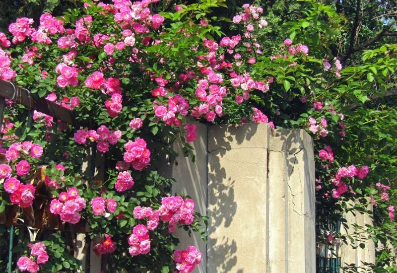 Cách trồng và chăm sóc hoa hồng leo tường vi ai nhìn cũng thích mê 2