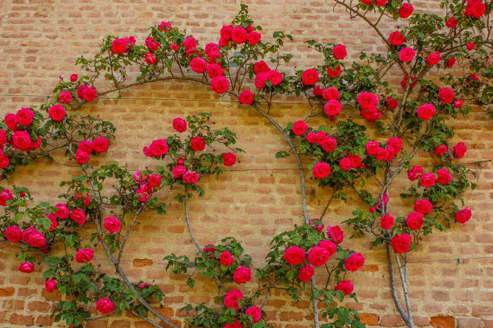 Cách trồng và chăm sóc hoa hồng leo tường vi ai nhìn cũng thích mê 3