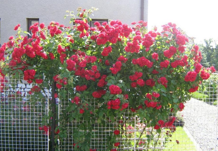 Cách trồng và chăm sóc hoa hồng leo tường vi ai nhìn cũng thích mê